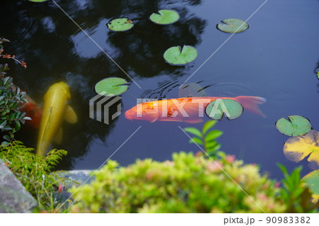 京都京田辺市観音寺の池の鯉 90983382