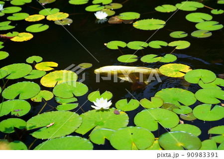 京都京田辺市観音寺の池の鯉 90983391