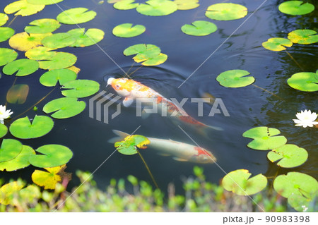 京都京田辺市観音寺の池の鯉 90983398