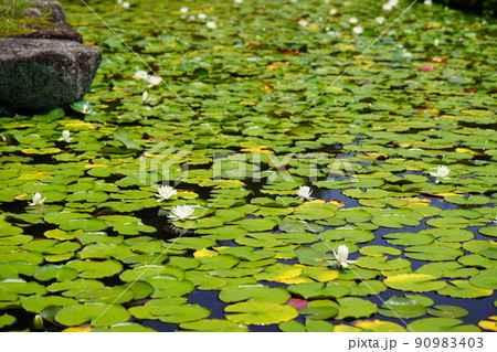 京都京田辺市観音寺の池の鯉 京都京田辺市観音寺の池の鯉 90983403