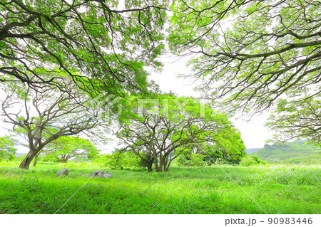 ハワイの公園の鮮やかなグリーンの木々 ハワイの公園の鮮やかなグリーンの木々 90983446