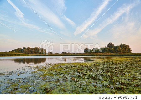 Lake water surface with plants 90983731