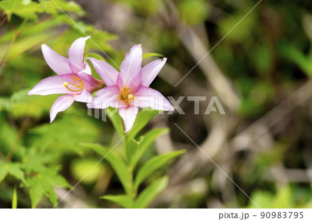 自生するひめさゆりの花 福島県喜多方市 自生するひめさゆりの花 福島県喜多方市 90983795