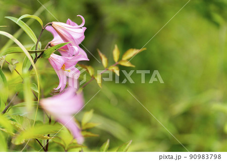 自生するひめさゆりの花　福島県喜多方市 90983798