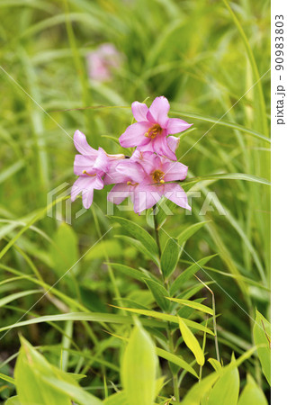 自生するひめさゆりの花　福島県喜多方市 90983803