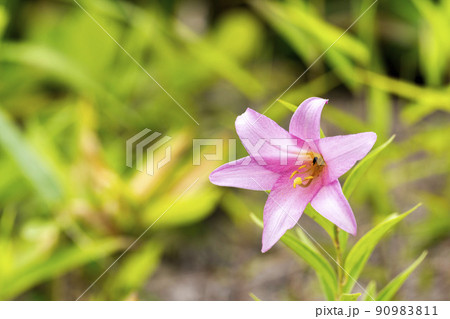 自生するひめさゆりの花　福島県喜多方市 90983811