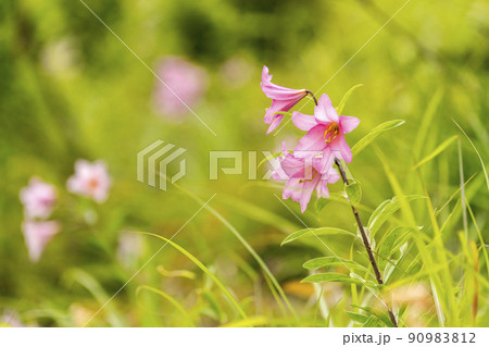 自生するひめさゆりの花 福島県喜多方市 自生するひめさゆりの花 福島県喜多方市 90983812