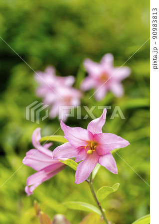 自生するひめさゆりの花　福島県喜多方市 90983813