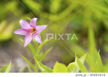 自生するひめさゆりの花　福島県喜多方市 90983819