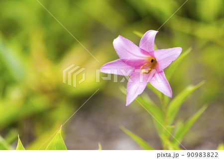 自生するひめさゆりの花　福島県喜多方市 90983822