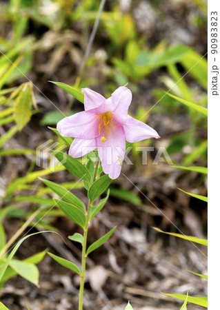 自生するひめさゆりの花 福島県喜多方市の写真素材 9093 自生するひめさゆりの花 福島県喜多方市の写真素材 9093