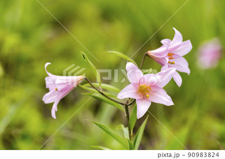 自生するひめさゆりの花 福島県喜多方市 自生するひめさゆりの花 福島県喜多方市 90983824