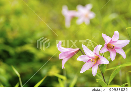 自生するひめさゆりの花 福島県喜多方市 自生するひめさゆりの花 福島県喜多方市 90983826