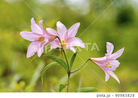 自生するひめさゆりの花 福島県喜多方市 自生するひめさゆりの花 福島県喜多方市 90983828