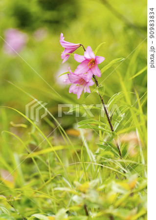 自生するひめさゆりの花 福島県喜多方市 自生するひめさゆりの花 福島県喜多方市 90983834