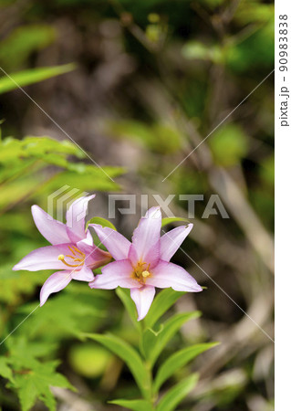自生するひめさゆりの花　福島県喜多方市 90983838