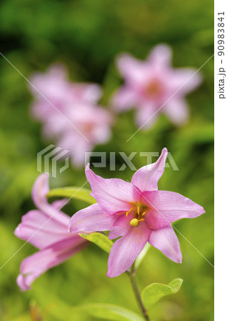 自生するひめさゆりの花　福島県喜多方市 90983841