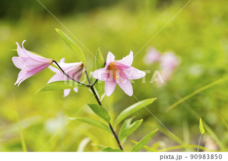 自生するひめさゆりの花　福島県喜多方市 90983850