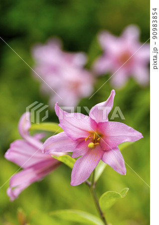自生するひめさゆりの花　福島県喜多方市 90983854