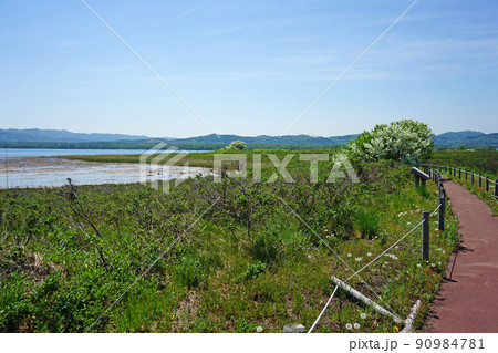 北海道　キムアネップ岬 90984781