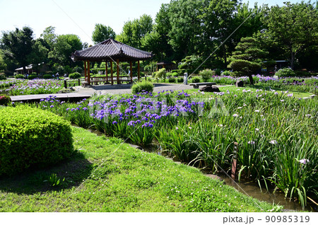 城北公園の花菖蒲園 城北公園の花菖蒲園 90985319