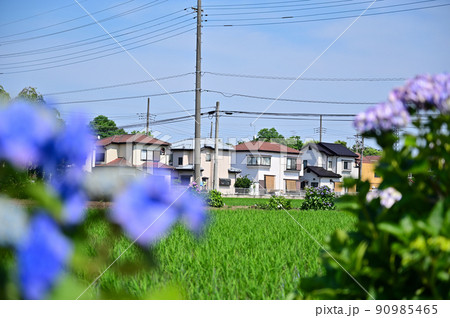 アジサイの咲く季節 埼玉県 北本市 アジサイの咲く季節 埼玉県 北本市 90985465