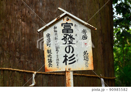 埼玉県寄居町風布の姥宮(とめみや)神社の御神木の富發(ふはつ)の杉 埼玉県寄居町風布の姥宮(とめみや)神社の御神木の富發(ふはつ)の杉 90985582