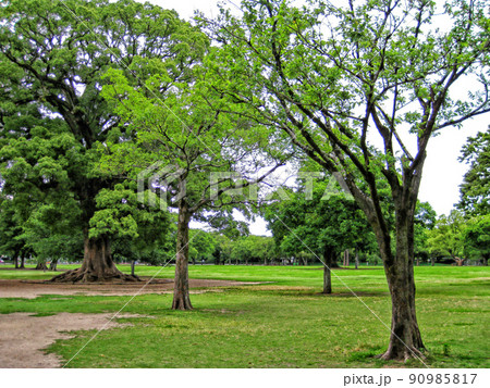 【熊本】熊本城の二の丸広場 【熊本】熊本城の二の丸広場 90985817