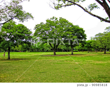 【熊本】熊本城の二の丸広場 【熊本】熊本城の二の丸広場 90985818