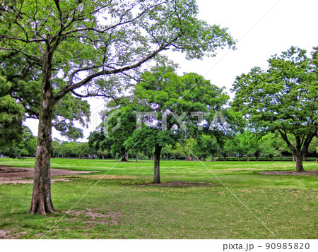 【熊本】熊本城の二の丸広場 【熊本】熊本城の二の丸広場 90985820
