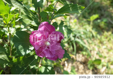ムクゲの花(半八重咲・薄紅) ムクゲの花(半八重咲・薄紅) 90985912