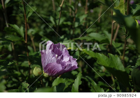 ムクゲの花(半八重咲・薄紅) ムクゲの花(半八重咲・薄紅) 90985924