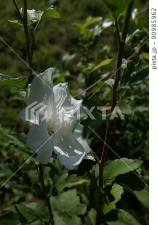 ムクゲの花(半八重咲・白) ムクゲの花(半八重咲・白) 90985962