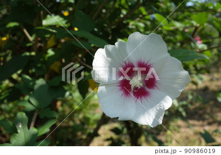 ムクゲの花(一重咲・白底紅) ムクゲの花(一重咲・白底紅) 90986019