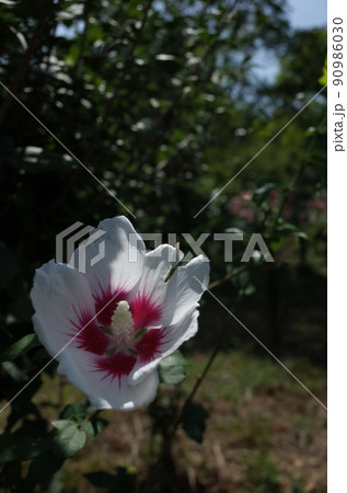 ムクゲの花(一重咲・白底紅) ムクゲの花(一重咲・白底紅) 90986030