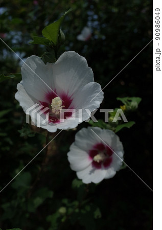 ムクゲの花（一重咲・白底紅） 90986049