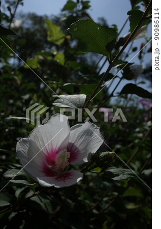 ムクゲの花（一重咲・白底紅） 90986114