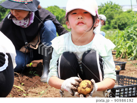 じゃがいもを収穫する家族 90986192