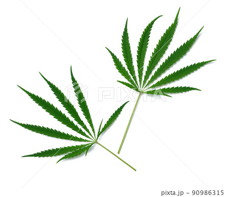 Green cannabis leaf on a white isolated background, top view 90986315