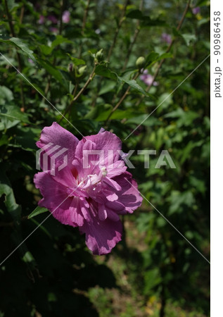 ムクゲの花(八重咲・薄ピンク) ムクゲの花(八重咲・薄ピンク) 90986458