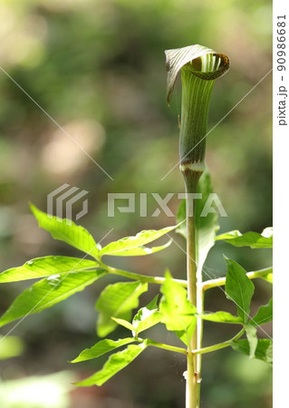 マムシグサの花 マムシグサの花 90986681