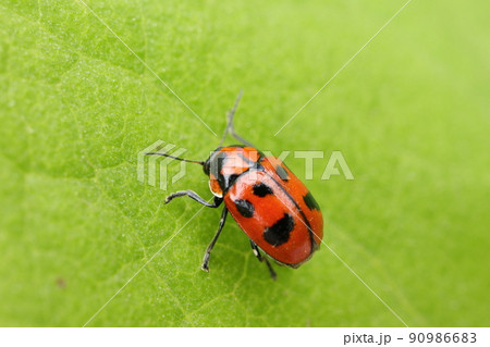 クロボシツツハムシ 90986683