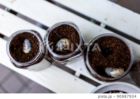 カブトムシの飼育　昆虫　マット交換 90987934