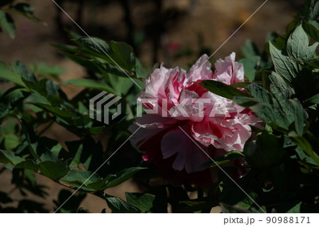 ぼたん(薄ピンク) ぼたん(薄ピンク) 90988171