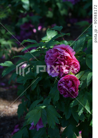 ぼたん（薄ピンク） 90988172