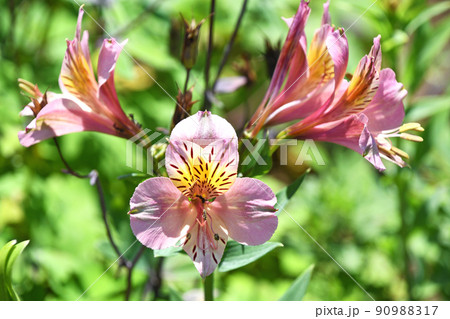 アルストロメリア(百合水仙) アルストロメリア(百合水仙) 90988317