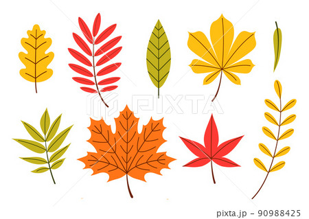 Different types of autumn leaves Different types of autumn leaves 90988425
