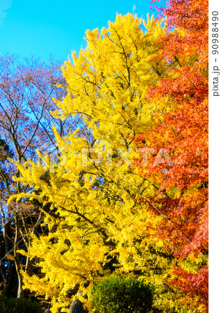 阿蘇山西巌殿寺「秋晴れ空を背景に大イチョウとモミジ紅葉景色」(観光地)阿蘇市黒川 阿蘇山西巌殿寺「秋晴れ空を背景に大イチョウとモミジ紅葉景色」(観光地)阿蘇市黒川 90988490