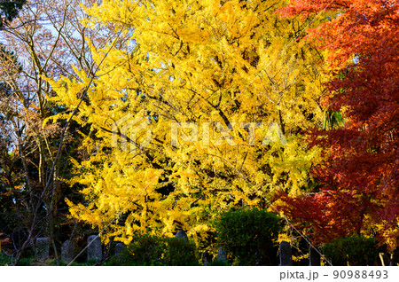 阿蘇山西巌殿寺「秋晴れ光芒を浴びる大イチョウ紅葉景色」(観光地)阿蘇市黒川 90988493