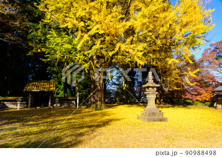 阿蘇山西巌殿寺「秋晴れ光芒と大イチョウ紅葉・境内風景」(観光地)阿蘇市黒川 阿蘇山西巌殿寺「秋晴れ光芒と大イチョウ紅葉・境内風景」(観光地)阿蘇市黒川 90988498